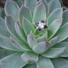 The Compass engagement ring succulents